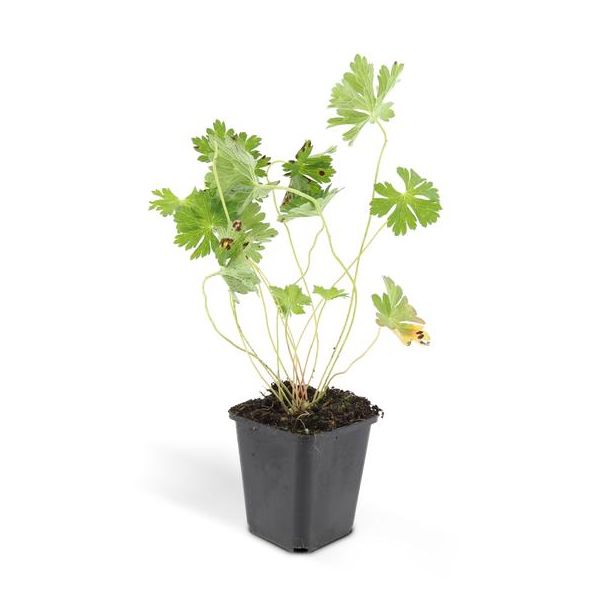 6 stuks lilakleurig Geranium Rozanne, Ooievaarsbek  - ↕25cm - Ø9cm