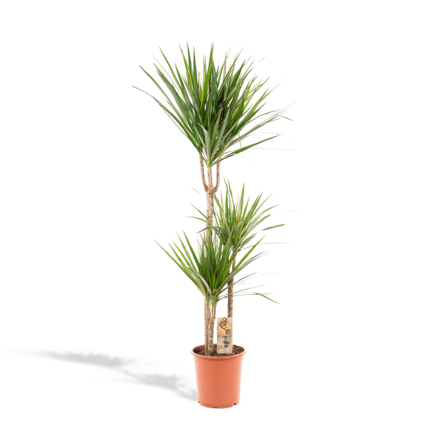 Drakenboom of Drakenbloedboom, luchtzuiverende kamerplant -  Ø21cm - ↕120cm - Dracaena Marginata