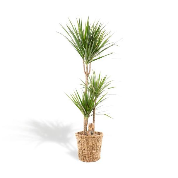 Drakenboom of Drakenbloedboom met rieten mand luchtzuiverende kamerplant -  ↨120cm - Ø21cm - Dracaena Marginata