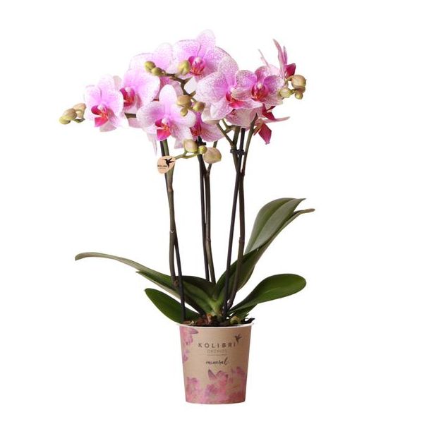 Mooie Vlinder Orchidee Mineral Rotterdam, Kleur Roze, KadoTip, potmaat Ø9cm ,bloeiende kamerplant