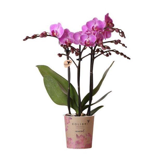 Mooie Vlinder Orchidee Mineral Viennna, Kleur Paars/Roze, KadoTip, potmaat Ø9cm ,bloeiende kamerplant