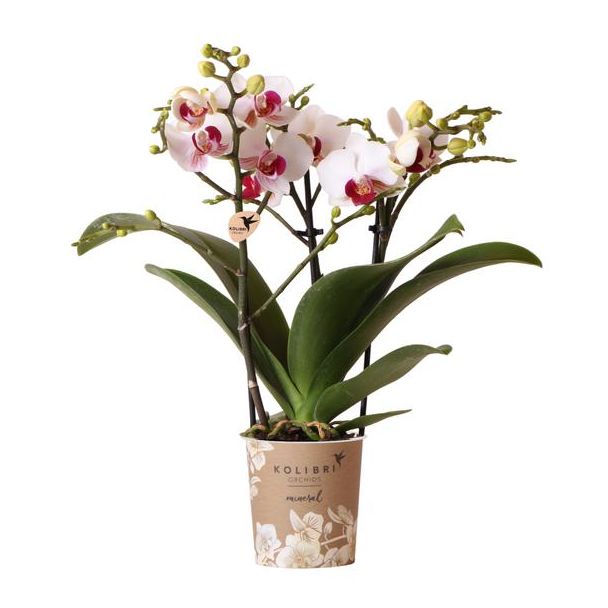 Mooie Vlinder Orchidee Gibraltar, Kleur Wit, KadoTip, potmaat Ø9cm ,bloeiende kamerplant