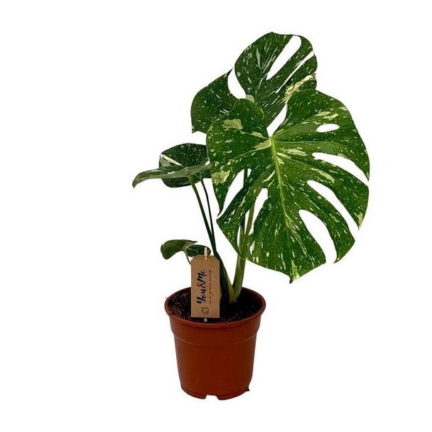 De Gatenplant, Groene Kamerplant, Tropisch, Monstera Deliciosa - Ø17cm - ↕50cm