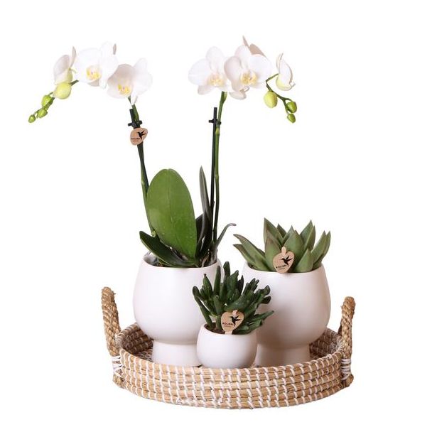 Kado Tip! Planten Set  Scandic white ,Sneeuwwitte Orchidee  Ø9cm, Groene Succulent Ø6cm,Keramieken Potten, Dienblad