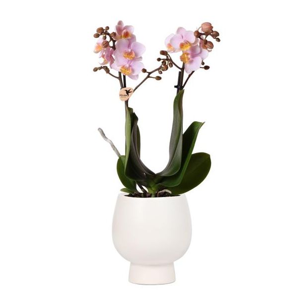 Mooie Vlinder Orchidee Andorra, Kleur Roze, KadoTip, Scandic Sierpot Kleur Wit,  Potmaat Ø9cm ,bloeiende kamerplant