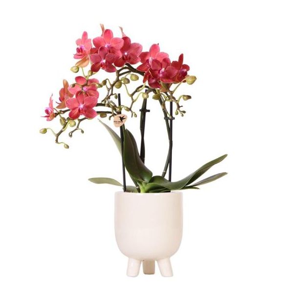 Vlinder Orchidee  Congo, Kleur Rood, Gummy Pot Travertine, Bloeiende Kamerplant,  Phalaenopsis Orchideeën, Potmaat 09cm