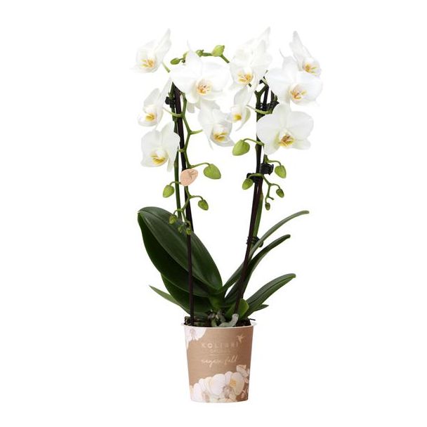 Mooie Vlinder Orchidee Niagara Fall, Kleur Wit, KadoTip, potmaat Ø9cm ,bloeiende kamerplant