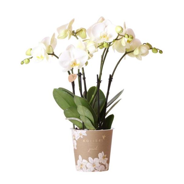 Mooie Vlinder Orchidee Jewel Ghent, Kleur Wit, KadoTip, potmaat Ø12cm ,bloeiende kamerplant