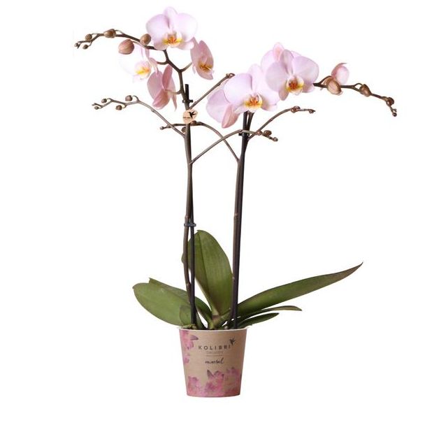 Mooie Vlinder Orchidee Mineral Kikion, Kleur Roze, KadoTip, potmaat Ø12cm ,bloeiende kamerplant