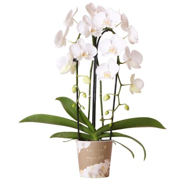 Mooie Vlinder Orchidee Niagara Fall, Kleur Wit, KadoTip, potmaat Ø12cm ,bloeiende kamerplant