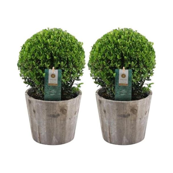 2x Japanse Hulst (glad glanzend blad), Mooie Groene bol in houten pot | set van 2 stuks, , Ilex crenata  Jenny | 20 cm Ø diameter 30cm Hoog