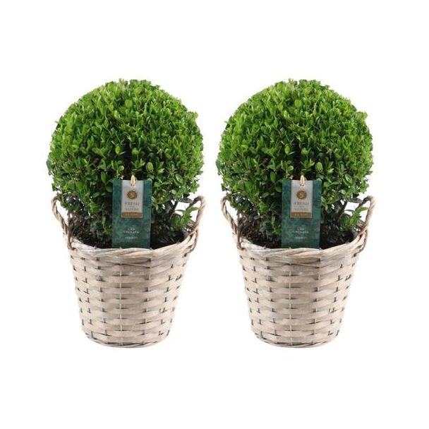 2x Japanse Hulst (glad glanzend blad), Mooie Groene bol in rietenmand | set van 2 stuks, , Ilex crenata  Jenny | 20 cm Ø diameter 30cm Hoog