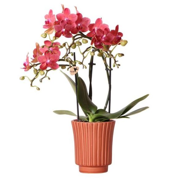 Vlinder Orchidee  Congo, Kleur Rood, Retro Sierpot Terracotta, Bloeiende Kamerplant,  Phalaenopsis Orchideeën, Potmaat 09cm