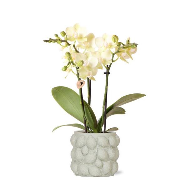 Vlinder Orchidee  Mexico , Kleur Geel,  Citrus Sierpot Groen , Bloeiende Kamerplant,  Phalaenopsis Orchideeën, Potmaat 09cm