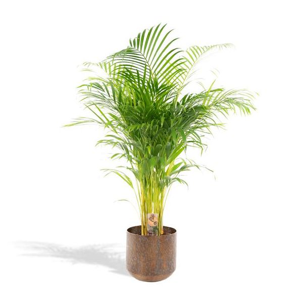 Areca palm met pot - ↨130cm - Ø24cm