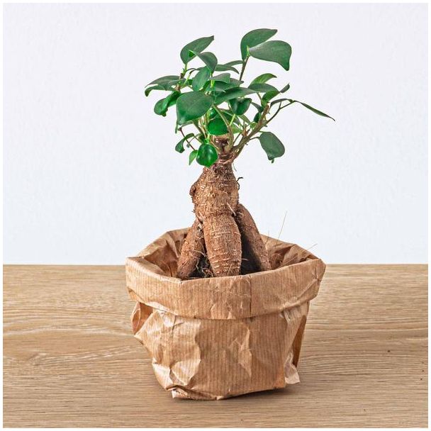 terrarium Starter- en Navulkit met Ficus Ginseng bonsai ,Bolmossen, Hydrokorrels , potgrond