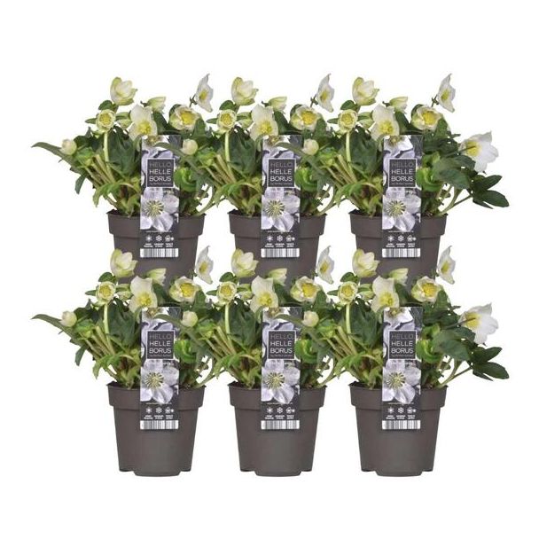 6x kerstroos Helleborus niger 'Christmas Carol', kerstplant | 12 cm Ø | 20 cm ↕