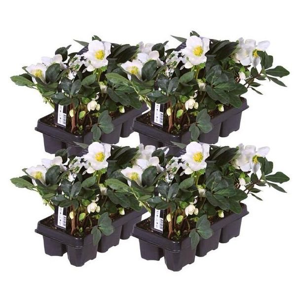 24x kerstroos Helleborus niger 'Christmas Carol', kerstplant | 7 cm Ø | 20 cm ↕