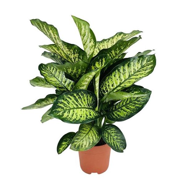 Kamerplant met Bond Blad ( Groen, Creme), Dieffenbachia Camilla  Ø21cm - ↕75cm