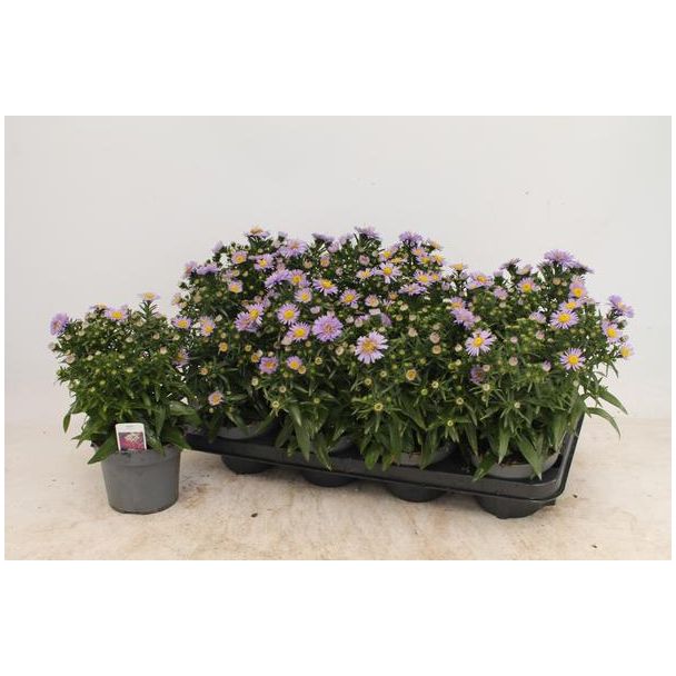 6x Aster Bleu, blauwe Aster voor binnen en buiten Ø13cm - ↕30cm