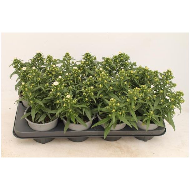 6 stuks Aster Wit - Ø13cm - ↕30cm voor binnen en buiten