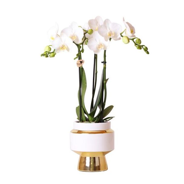 Mooie Vlinder Orchidee Amabilis, Kleur Wit, KadoTip, Le Chic Sierpot Kleur Goud, Potmaat Ø9cm ,bloeiende kamerplant