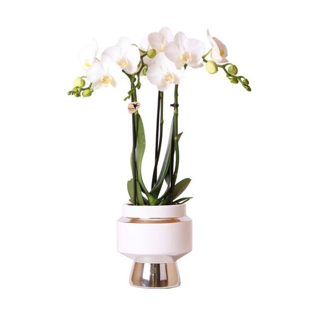 Mooie Vlinder Orchidee  amabilis, Kleur Wit, KadoTip, Le Chic Sierpot Kleur Zilver, Potmaat Ø9cm ,bloeiende kamerplant