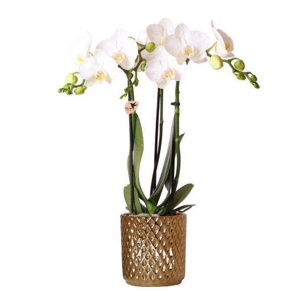 Mooie Vlinder Orchidee Amabilis, Kleur Wit, KadoTip, Diamond Sierpot Kleur Goud, Potmaat Ø9cm ,bloeiende kamerplant