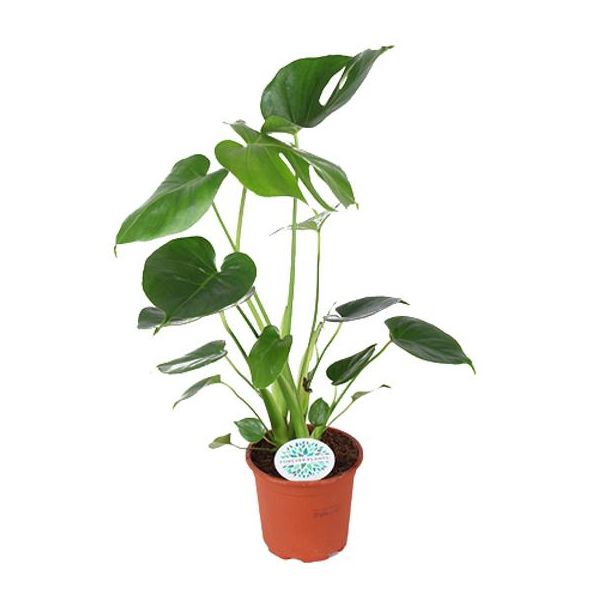 De Gatenplant, Groene Kamerplant, Tropisch, Monstera Deliciosa - Ø14cm - ↕45cm