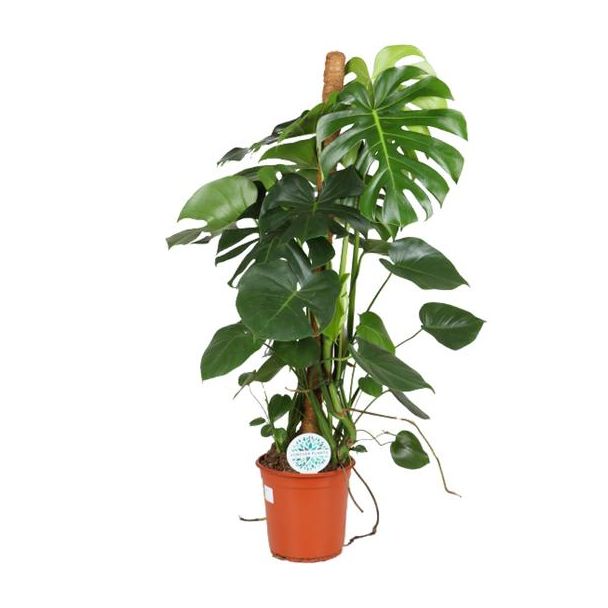 De Gatenplant, Groene Kamerplant, Tropisch, Monstera Deliciosa - Ø24cm - ↕105cm