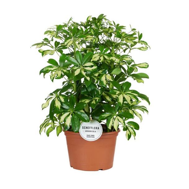 Paraplu plant, Bont Blad, Kleur Groen/Geel, Vingerboom, Schefflera Gerda - Ø21cm - ↕55cm