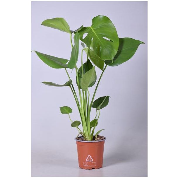 De Gatenplant, Groene Kamerplant, Tropisch, Monstera Deliciosa - Ø14cm - ↕55cm