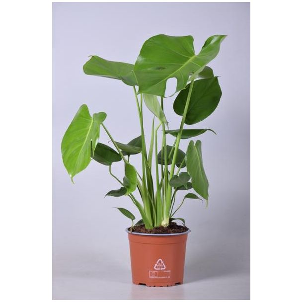 De Gatenplant, Groene Kamerplant, Tropisch, Monstera Deliciosa - Ø17cm - ↕60cm