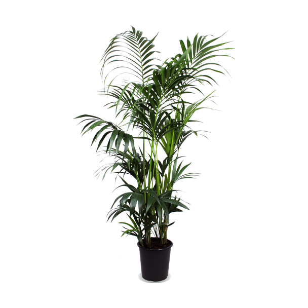 Exotische Oase: Kentia Palm - Elegant en Luchtzuiverend - Ø27cm - hoogte: 160cm