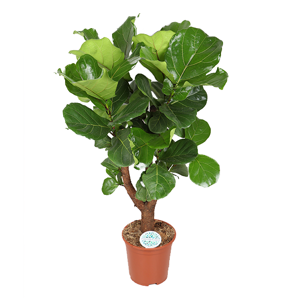 Vioolbladplant Ficus Lyrata (Vertakt) - Ø27cm - ↕140cm