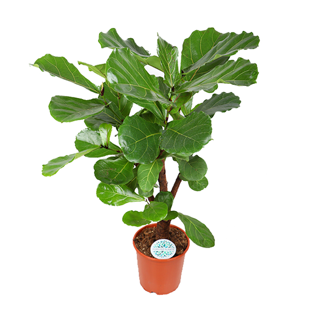 Vioolbladplant Ficus Lyrata (Vertakt) - Ø27cm - ↕110cm