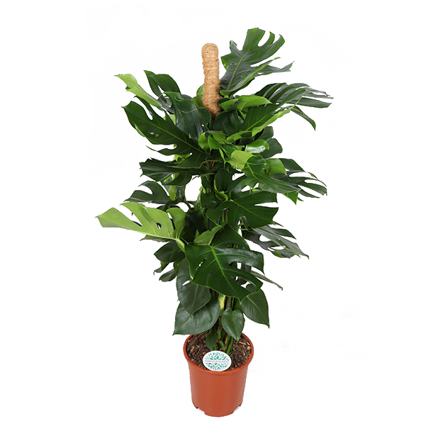 Weelderige Gatenplant Monstera Deliciosa met Mosstok - Tropische Blikvanger - Ø27cm, 150cm Hoog