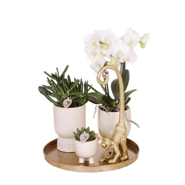 Kado Tip! Planten Set  Luxury Living,Sneeuwwitte Orchidee  Ø9cm, Groene Succulent Ø6cm, Decoratief Ornament, Travertine Potten,  Dienblad