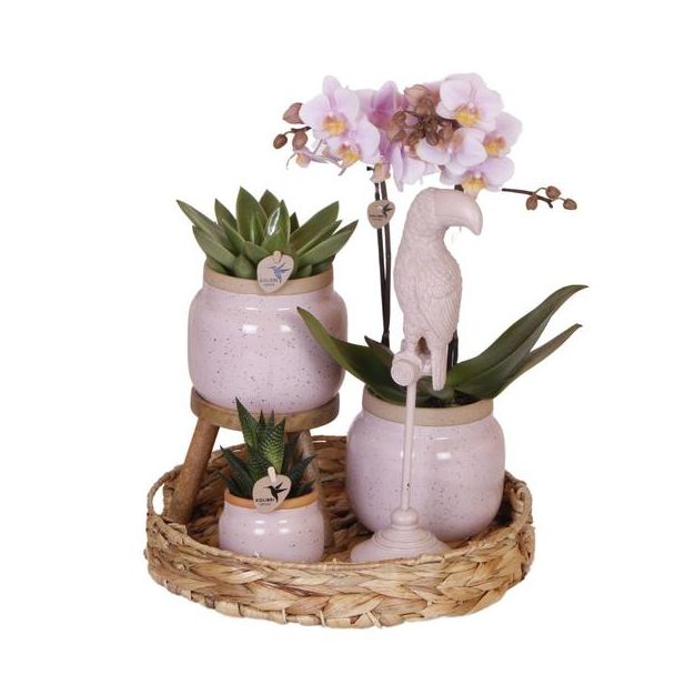 Kado Tip! Planten Set Romantic,Roze Orchidee Ø9cm, Groene Succulent Ø6cm, Decoratief Ornament, Keramieken Sierpotten, Hyacint Geweven Dienblad