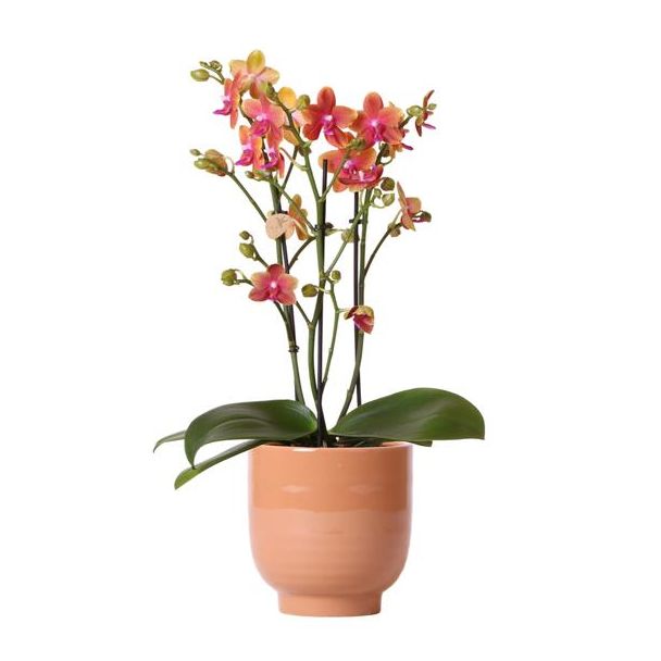 Mooie Vlinder Orchidee, Kleur Oranje, KadoTip, Glanzend Sierpot Kleur Cognac, Potmaat Ø12cm ,bloeiende kamerplant