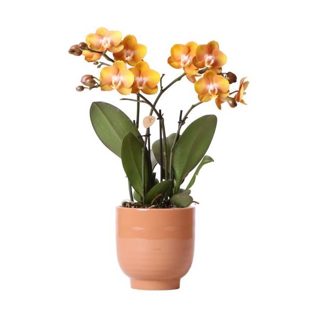 Mooie Vlinder Orchidee Las Vegas, Kleur Oranje, KadoTip, Glanzend Sierpot Kleur Cognac, Potmaat Ø12cm ,bloeiende kamerplant