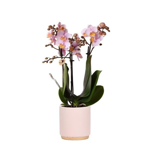 Betoverende Roze Phalaenopsis Orchidee Andorra met Gold Foot Sierpot - Ø9cm, 35cm Hoog | Bloeiende Kamerplant in Stijlvolle Bloempot - Vers van de Kweker