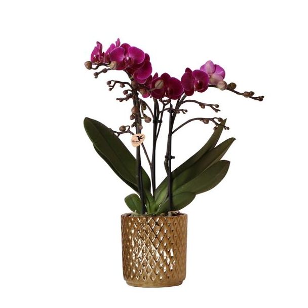 Mooie Vlinder Orchidee Morelia, Kleur Paars, KadoTip, Diamond Sierpot Kleur Goud, Potmaat Ø9cm ,bloeiende kamerplant