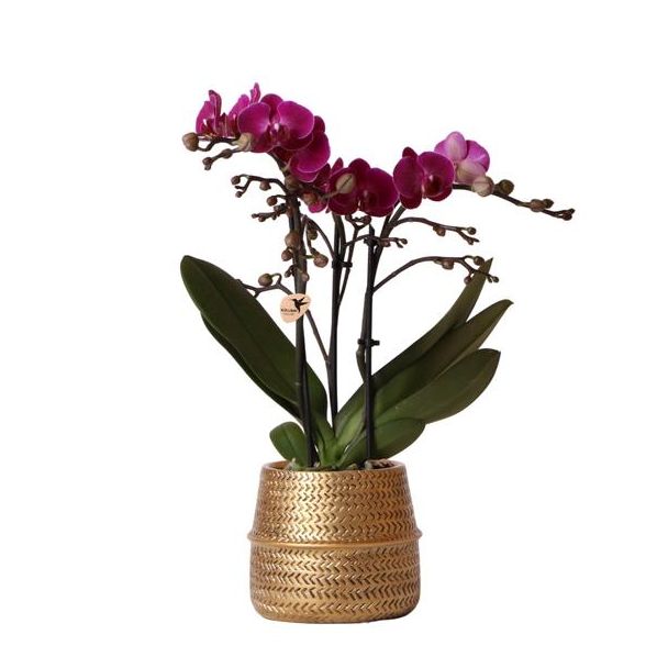 Mooie Vlinder Orchidee Morelia, Kleur Paars, KadoTip, Broove Sierpot Kleur Goud, Potmaat Ø9cm ,bloeiende kamerplant