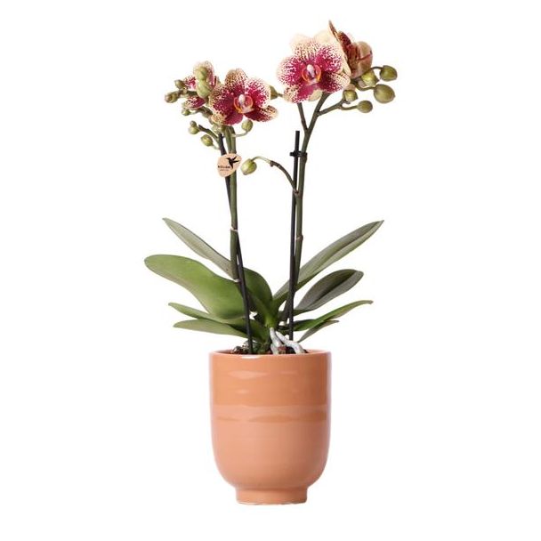 Mooie Vlinder Orchidee Spain, Kleur Geel/Rood, KadoTip, Glanzend Sierpot Cognac, Potmaat Ø9cm ,bloeiende kamerplant