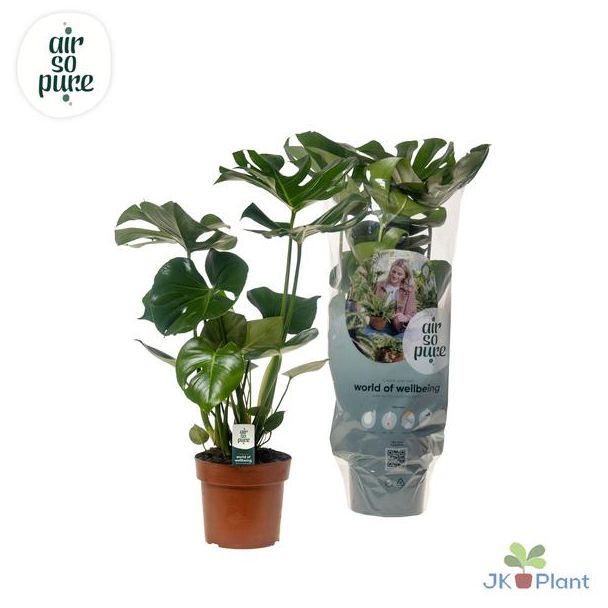 2 x Gatenplant, Groene Kamerplant, Tropisch, Monstera Deliciosa - Ø17cm - ↕55cm