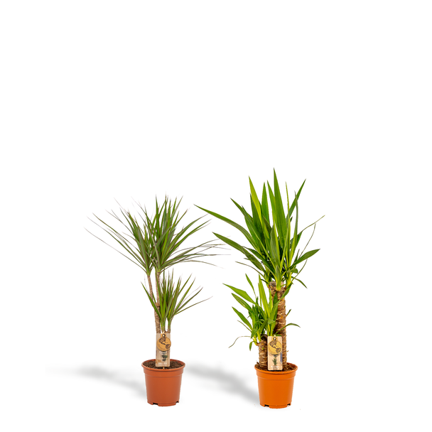 Tropische Kamerplanten Set: Drakenbloedboom (Dracaena Marginata) & Palmlelie (Yucca Elephantipes) - Exotische Blikvangers voor Elk Interieur