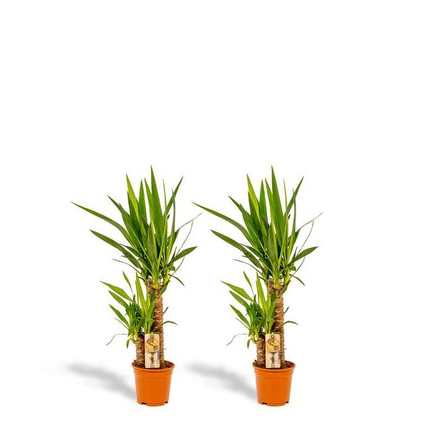 Set van 2 Palmlelies (Yucca Elephantipes) - Elegante Tropische Blikvangers voor Jouw Interieur