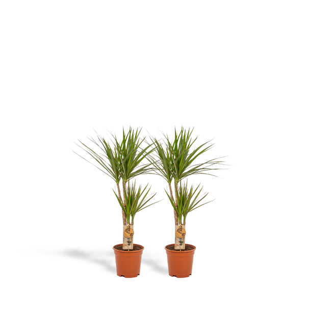 Set van 2 Drakenbloedbomen (Dracaena Marginata) - Elegantie en Gezondheid voor Jouw Interieur