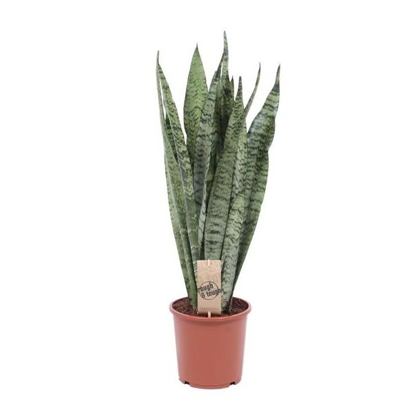 Ceylon Vrouwentong, De Slangenplant, Zwaardachtig Donkergroen Blad met zilverachtige Vlekken/Strepen, Sansevieria Zeylanica  Ø17cm - ↕70cm